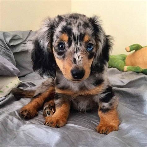 Doxie dapple - So, it’s easy even for a professional breeder to make the mistake of breeding two single dapples, thinking that one or both of them is a standard non-dapple Doxie. Add the fact that many dachshund owners have no clue what the dapple gene is and are often breeding dogs amongst each other, and you can …